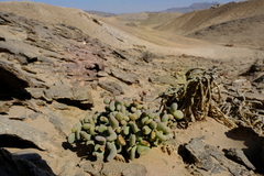 Portulacaria pygmaea