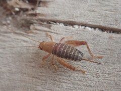 Mogoplistidae