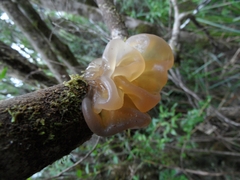 Phaeotremella fimbriata