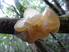 Phaeotremella fimbriata