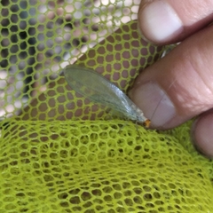 Nothochrysa fulviceps