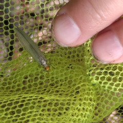Nothochrysa fulviceps