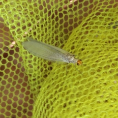 Nothochrysa fulviceps