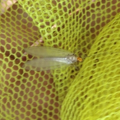 Nothochrysa fulviceps