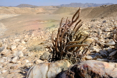 Tylecodon buchholzianus