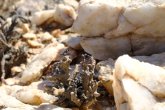 Tylecodon buchholzianus