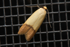 Tachystola stenoptera
