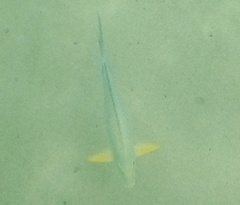 Acanthurus xanthopterus