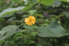 Abutilon indicum