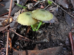 Entoloma rodwayi