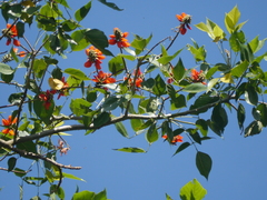 Erythrina subumbrans