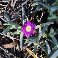 Carpobrotus modestus