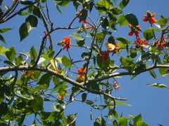 Erythrina subumbrans