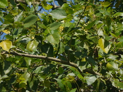 Erythrina subumbrans