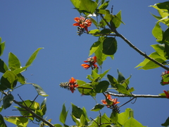 Erythrina subumbrans