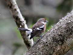 Chasiempis sandwichensis ridgwayi