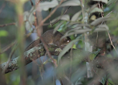 Sundasciurus everetti