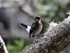 Chasiempis sandwichensis ridgwayi