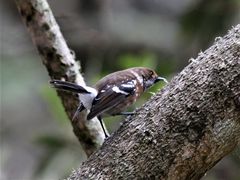 Chasiempis sandwichensis ridgwayi