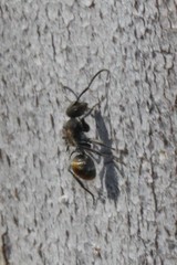 Polyrhachis aurea