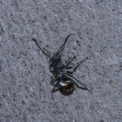 Polyrhachis vermiculosa
