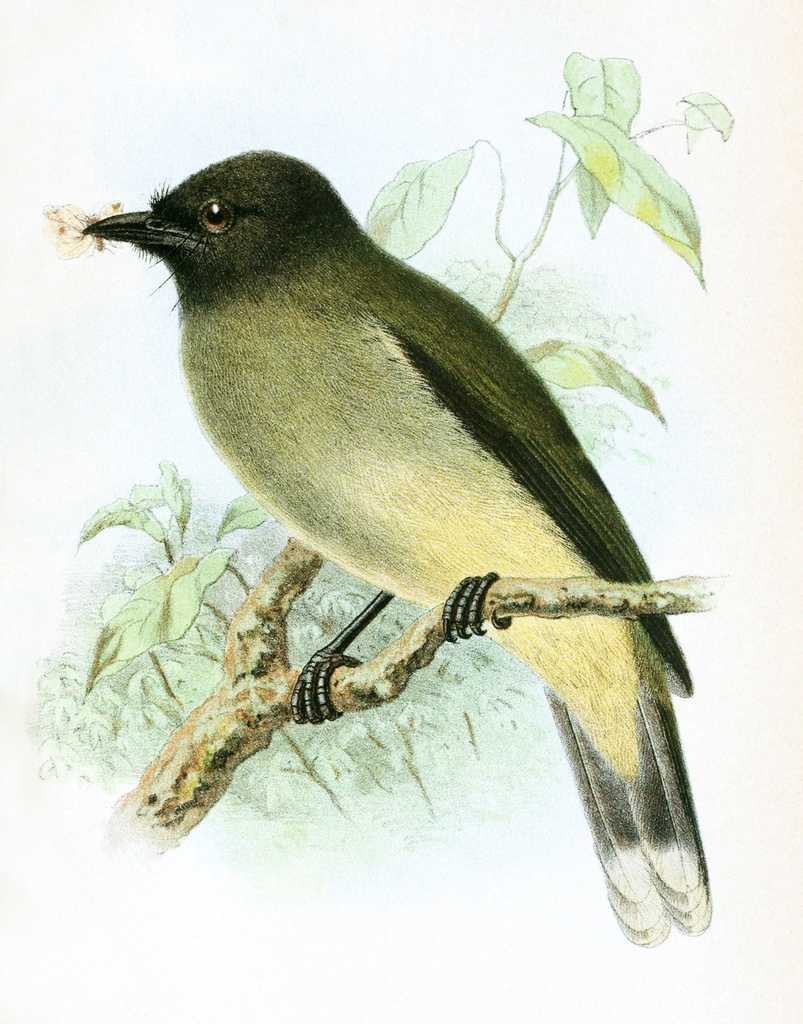 Blue-wattled Bulbul (Microtarsus nieuwenhuisii) photo