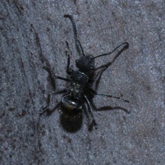 Polyrhachis vermiculosa