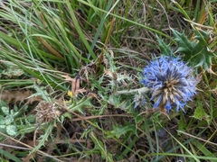 Echinops ritro