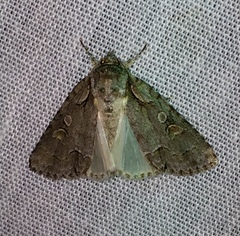 Acronicta albarufa exempta