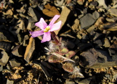 Jamesbrittenia thunbergii