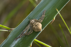 Polybetes rapidus