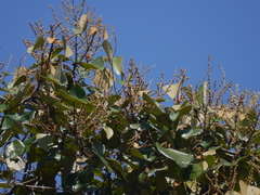 Mallotus tetracoccus