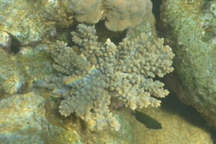 Acropora florida
