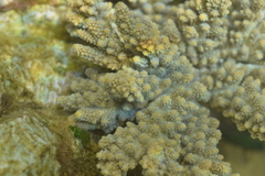 Acropora florida
