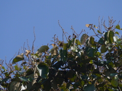 Mallotus tetracoccus