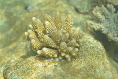 Acropora gemmifera