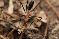 Leptomyrmex varians