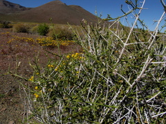 Monechma spartioides