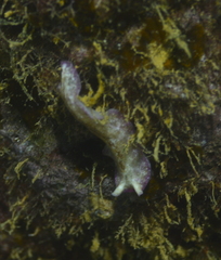 Pseudoceros goslineri