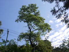 Erythrina subumbrans