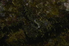 Pseudoceros goslineri