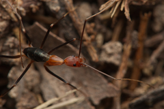 Leptomyrmex varians