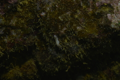 Pseudoceros goslineri