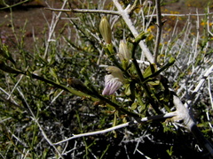 Monechma spartioides