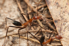 Leptomyrmex varians