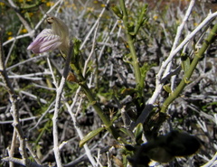 Monechma spartioides