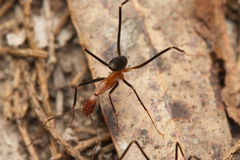 Leptomyrmex varians