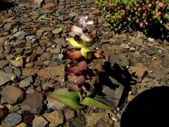 Lachenalia ameliae