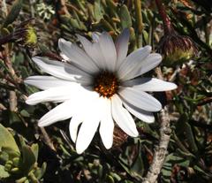 Dimorphotheca sinuata