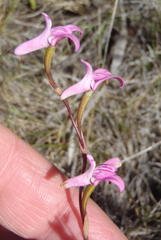 Disa inflexa